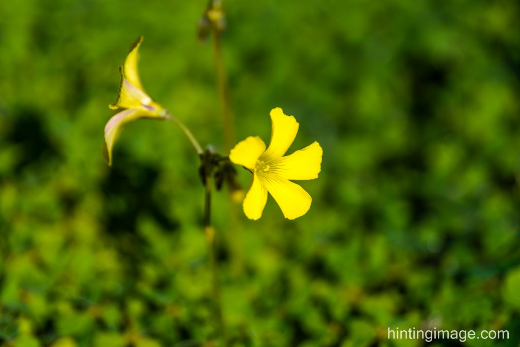 'Yellow flowers'