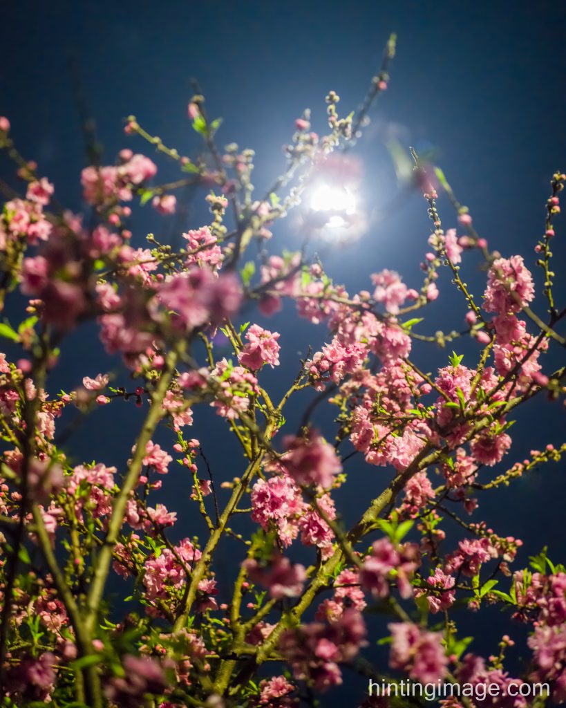Night Flower 1