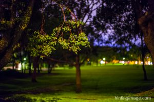 Night Tree 3