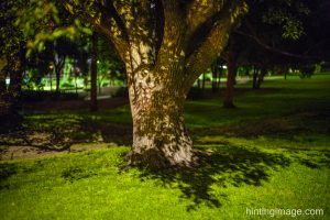Night Tree 1