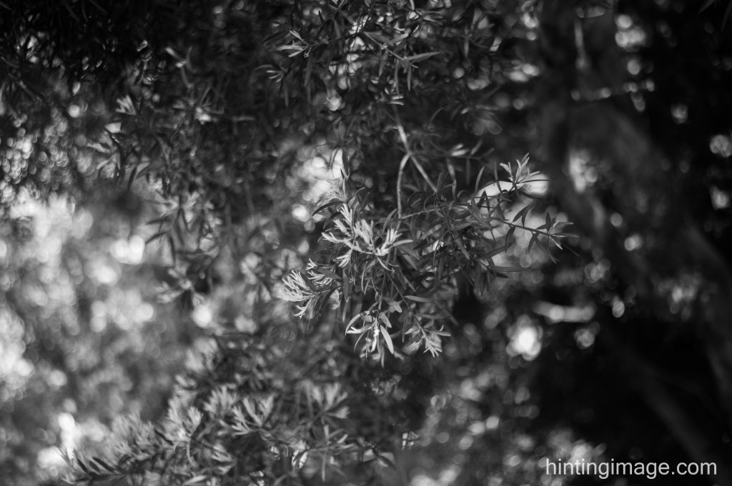 Tree Leaves, black and white photo