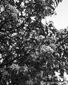 leaves black and white photo