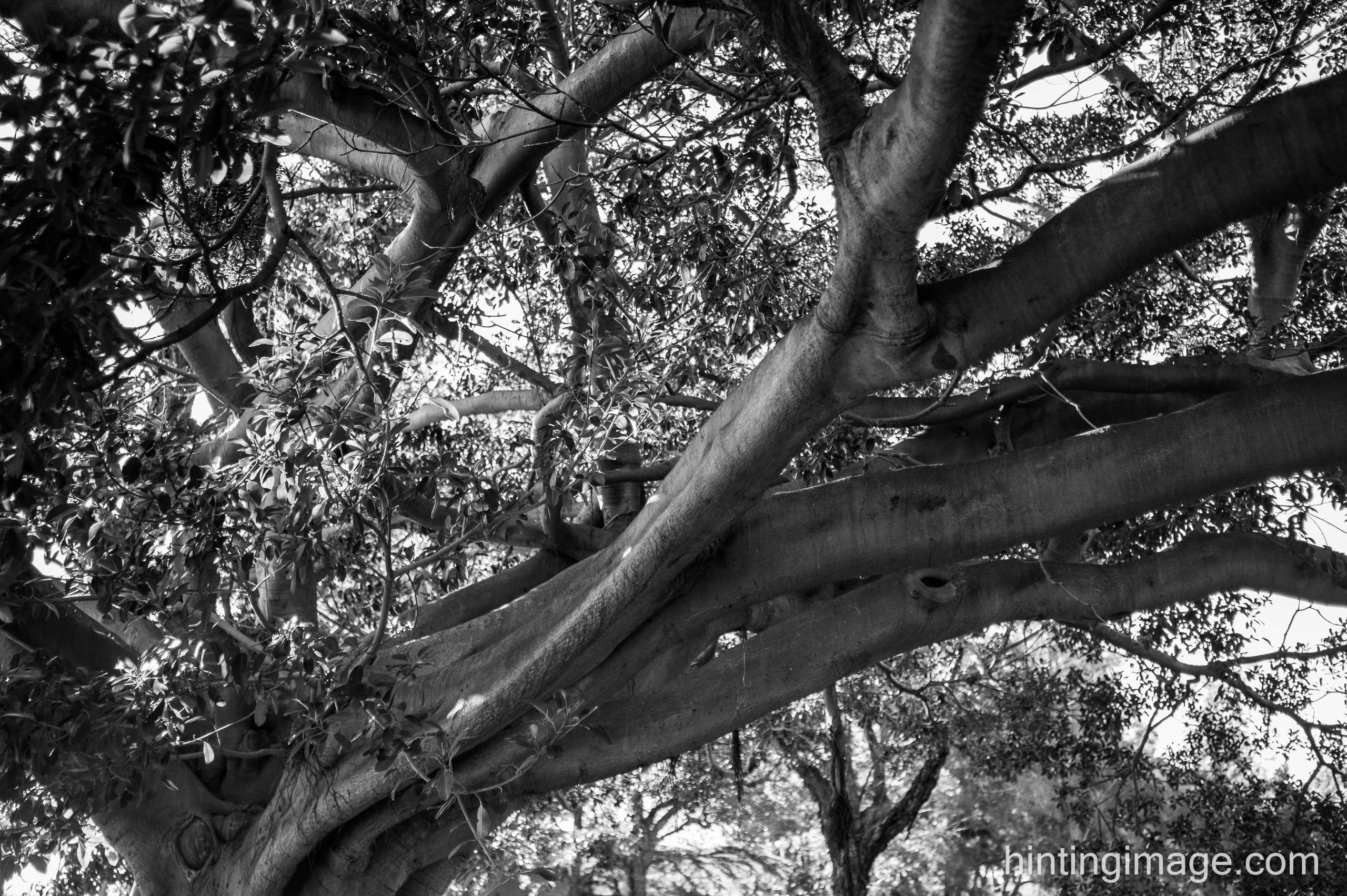 Tree Branches black and white photo