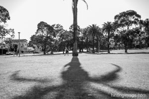 Palm Shadow black and white photo