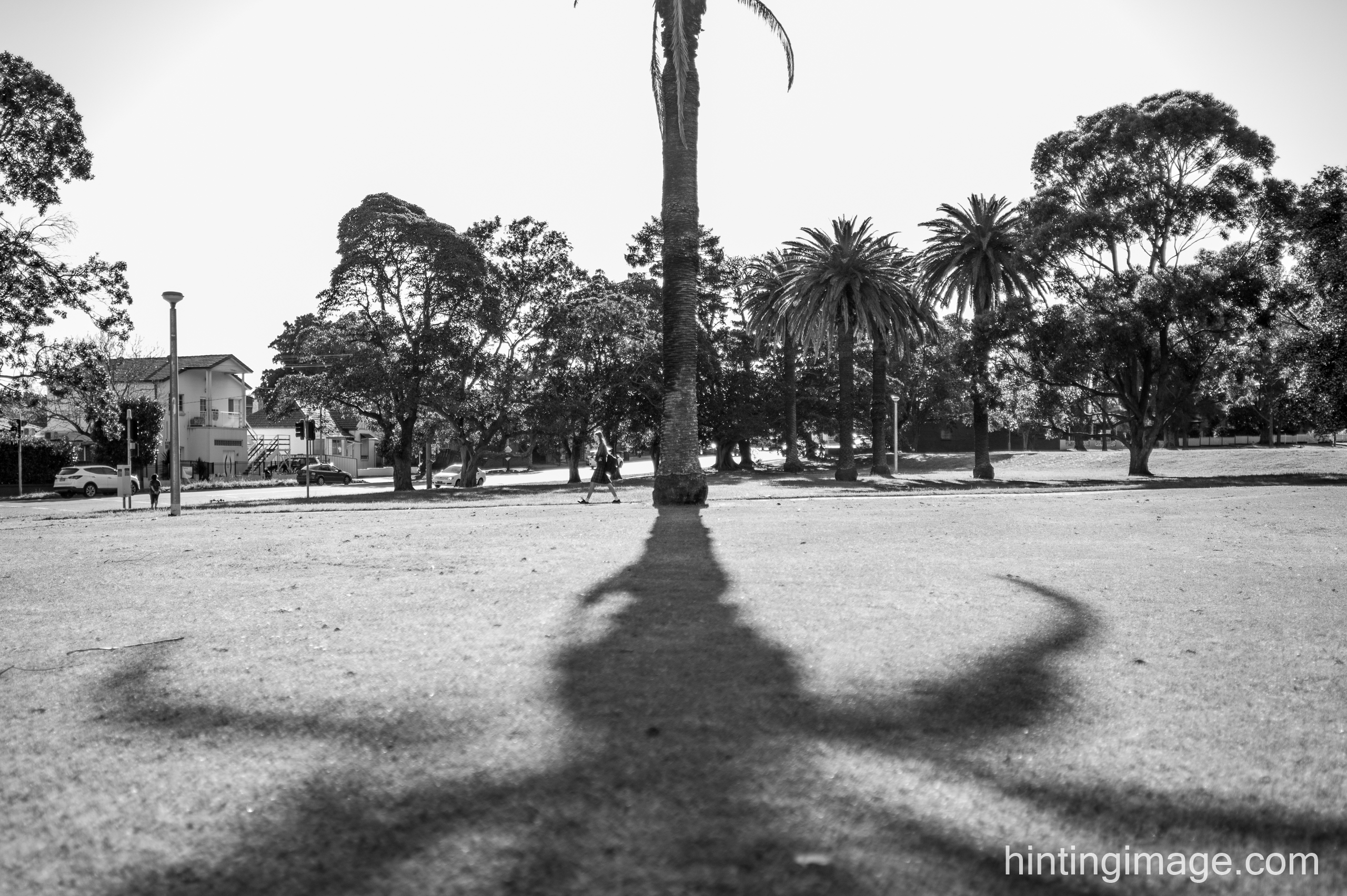 Palm Shadow black and white photo