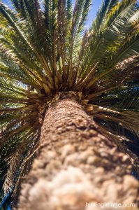 Palm Lookup